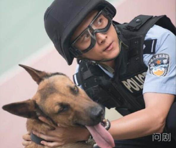 警犬来啦梁粤选择谁