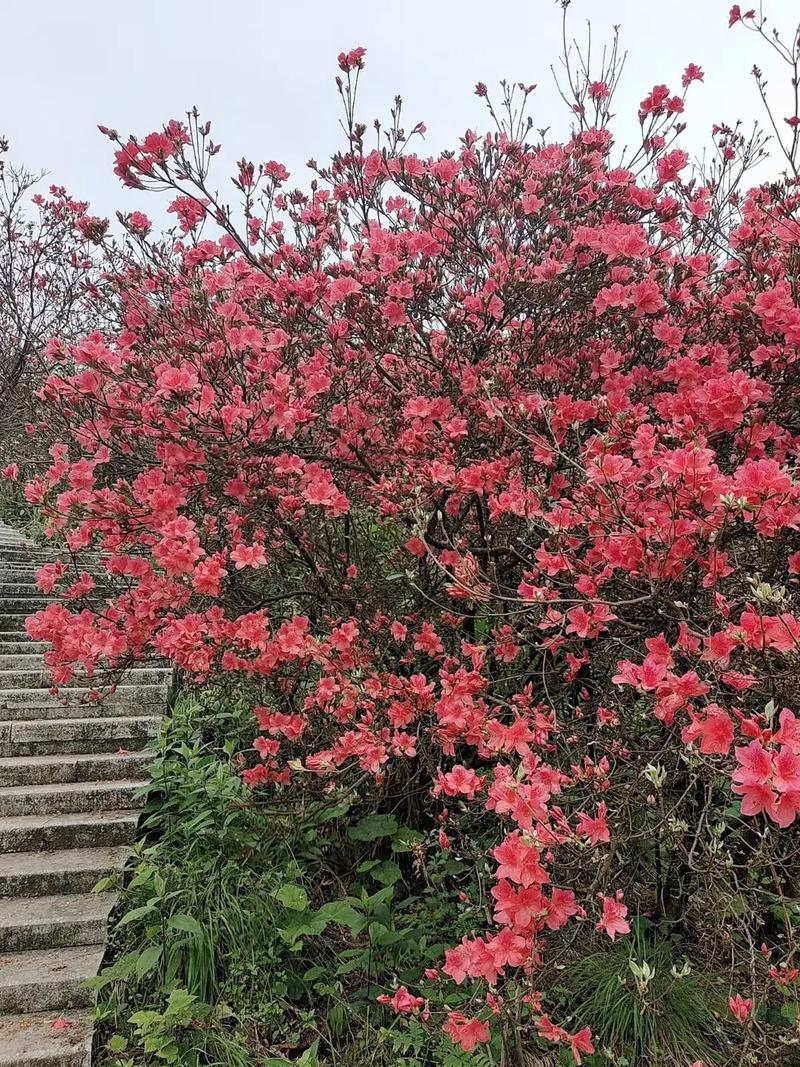 杜鹃花红电影片尾曲叫什么歌名？