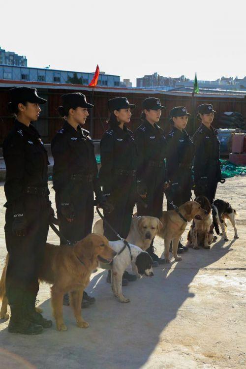 警花与警犬分集剧情介绍