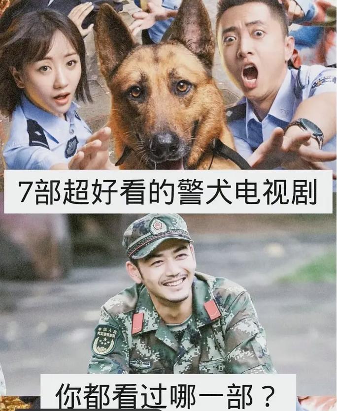 中国关于警犬的电视剧