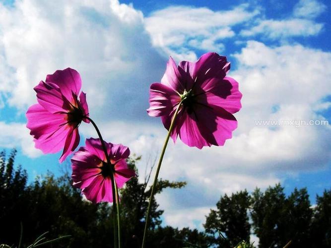 梦见苹果花开的预兆