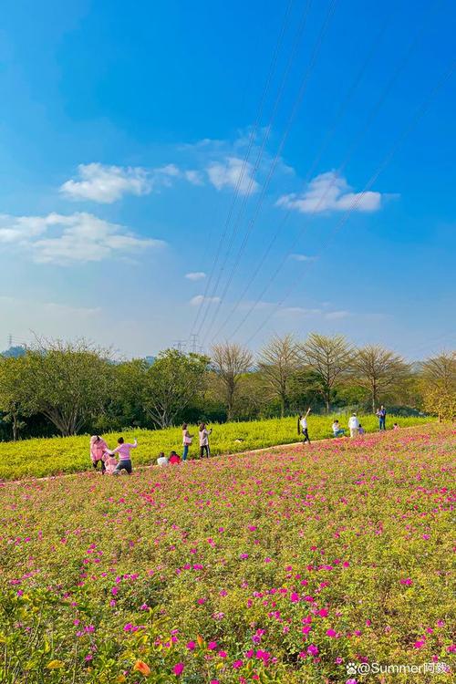 深圳最好的赏花公园