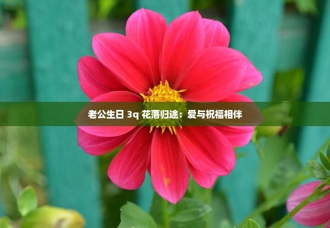 老公生日 3q 花落归途：爱与祝福相伴