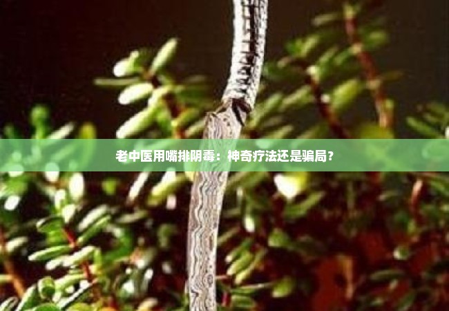 老中医用嘴排阴毒：神奇疗法还是骗局？