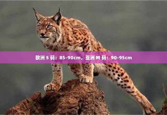 欧洲 S 码：85-90cm，亚洲 M 码：90-95cm