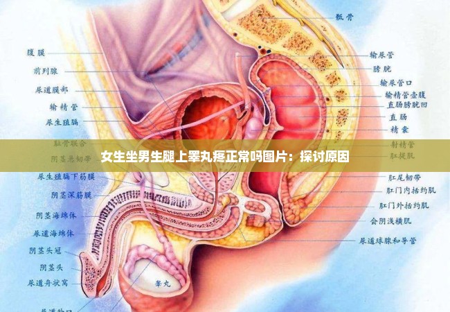 女生坐男生腿上睾丸疼正常吗图片：探讨原因