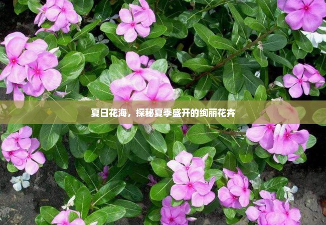 夏日花海，探秘夏季盛开的绚丽花卉