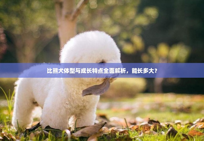 比熊犬体型与成长特点全面解析，能长多大？