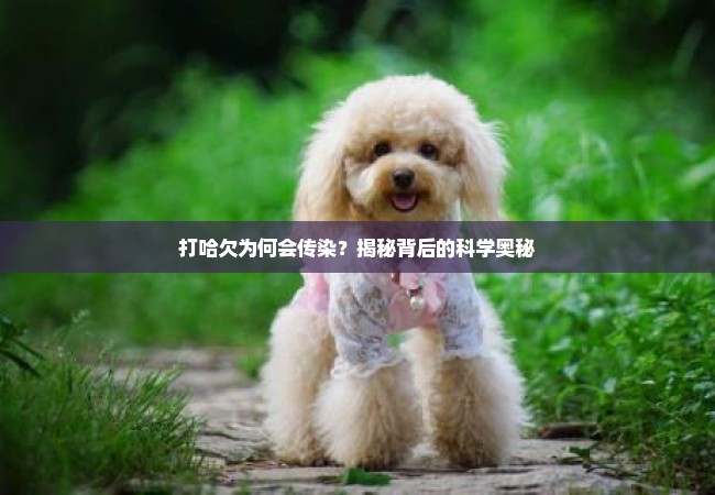 打哈欠为何会传染？揭秘背后的科学奥秘